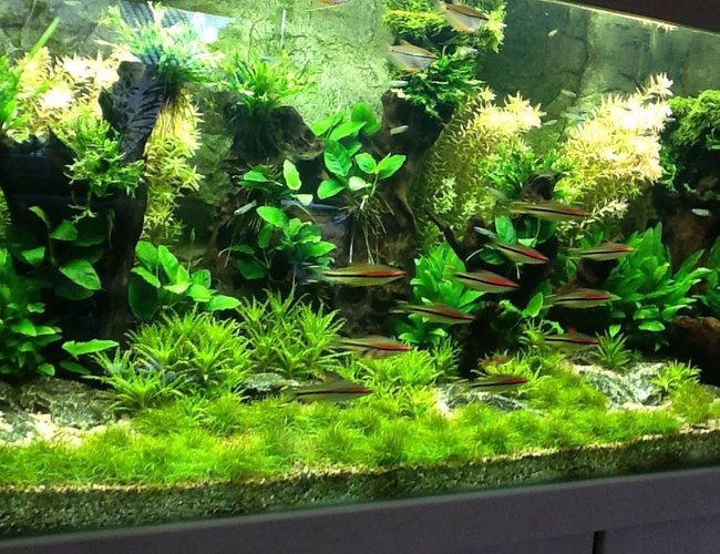 130 gallons planted tank (mostly live plants and fish) - New ... 130 gallons planted tank (mostly live plants and fish) - New ...