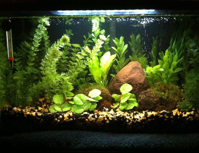 10 gallons planted tank (mostly live plants and fish) - My 10 gallon 10 gallons planted tank (mostly live plants and fish) - My 10 gallon