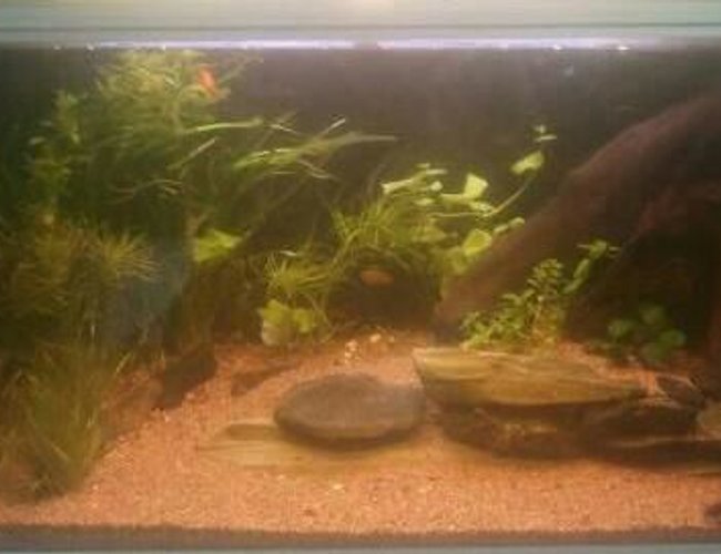 42 gallons planted tank (mostly live plants and fish) - 160 ltr 42 gallons planted tank (mostly live plants and fish) - 160 ltr