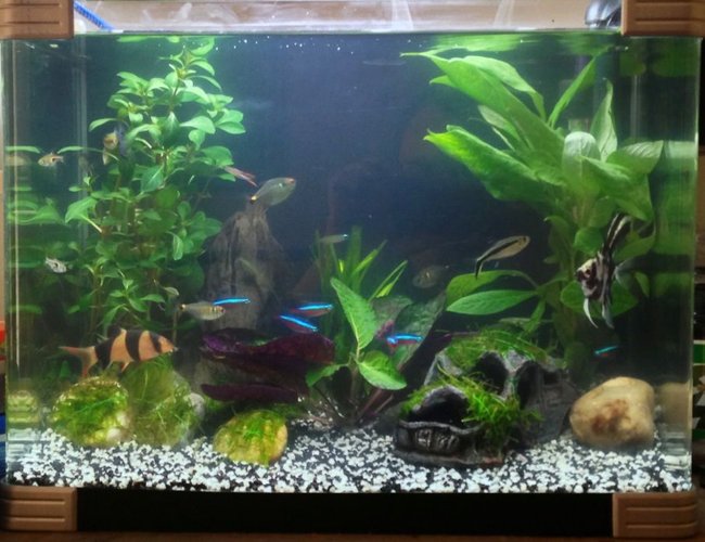10 gallons planted tank (mostly live plants and fish) - New set up java moss tied to car and pebbles 10 gallons planted tank (mostly live plants and fish) - New set up java moss tied to car and pebbles
