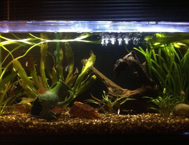 35 gallons planted tank (mostly live plants and fish) - Fish- Bleeding Heart Tetra (6),
Black Phantom Tetra (3), Tiger Pleco
(1), Cardinal Tetra (2), Columbian
Tetra (7), Burmese Loach (2)
Plants- Jungle Val (4), Cryptocoryne
Lutea (3) 35 gallons planted tank (mostly live plants and fish) - Fish- Bleeding Heart Tetra (6),
Black Phantom Tetra (3), Tiger Pleco
(1), Cardinal Tetra (2), Columbian
Tetra (7), Burmese Loach (2)
Plants- Jungle Val (4), Cryptocoryne
Lutea (3)