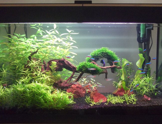 33 gallons planted tank (mostly live plants and fish) - 1st Planted Tank. Up and Running For 2 months. 33 gallons planted tank (mostly live plants and fish) - 1st Planted Tank. Up and Running For 2 months.