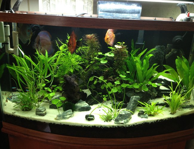 49 gallons planted tank (mostly live plants and fish) - My Amazon Planted Discus Aquascape 49 gallons planted tank (mostly live plants and fish) - My Amazon Planted Discus Aquascape