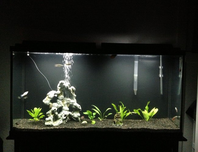 60 gallons planted tank (mostly live plants and fish) - In progress 60 gallons planted tank (mostly live plants and fish) - In progress