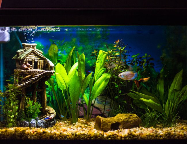 10 gallons planted tank (mostly live plants and fish) - This is my planted 10 gallon aquarium. It has been up for about a year.
1x Dwarf Gourami
1x Fancy Guppy (Red Sunshine)
5x Neon Tetra
2x Otoclinus
1x Nerite Snail
---
3x Amazon Sword
x~5 Red Ludwigia Needle Leaf
1x Micro Sword 10 gallons planted tank (mostly live plants and fish) - This is my planted 10 gallon aquarium. It has been up for about a year.
1x Dwarf Gourami
1x Fancy Guppy (Red Sunshine)
5x Neon Tetra
2x Otoclinus
1x Nerite Snail
---
3x Amazon Sword
x~5 Red Ludwigia Needle Leaf
1x Micro Sword
