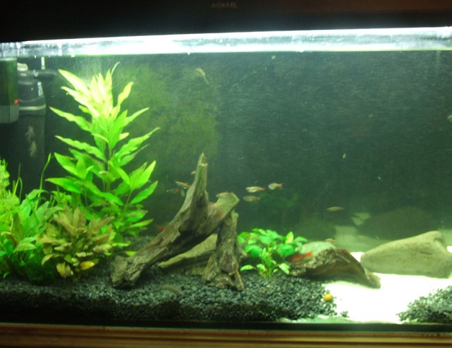 50 gallons planted tank (mostly live plants and fish) - Temperate, 50 gallon. 50 gallons planted tank (mostly live plants and fish) - Temperate, 50 gallon.