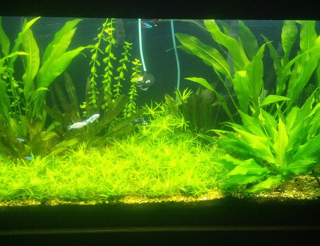70 gallons planted tank (mostly live plants and fish) - new setup 70 gallons planted tank (mostly live plants and fish) - new setup