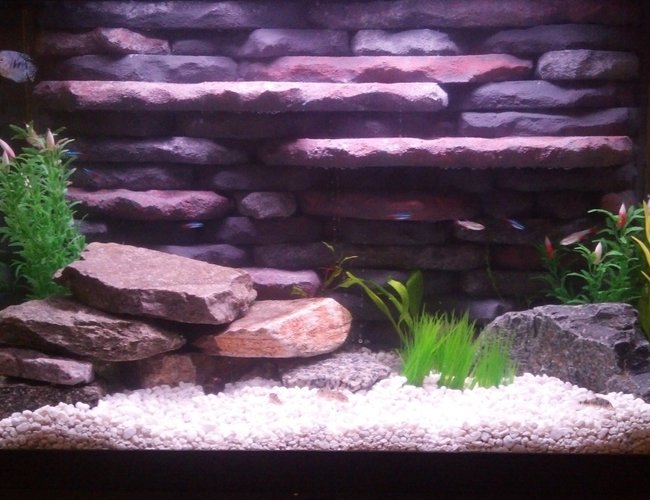 20 gallons planted tank (mostly live plants and fish) - 20 Gallon with both live and artificial plants. Custom 3d background and twin HOB filters and heater built in. Community tank with cardinal tetras, bloodfin tetras, nerite snails, gourami, ghost shrimp and peppered corys. Took a lot of time and effort to get this tank up and running but I think could compete with any smaller tank set up out there. Good example of making the best of what you have to work with. Would love feedback and opinions of this tank setup. 20 gallons planted tank (mostly live plants and fish) - 20 Gallon with both live and artificial plants. Custom 3d background and twin HOB filters and heater built in. Community tank with cardinal tetras, bloodfin tetras, nerite snails, gourami, ghost shrimp and peppered corys. Took a lot of time and effort to get this tank up and running but I think could compete with any smaller tank set up out there. Good example of making the best of what you have to work with. Would love feedback and opinions of this tank setup.