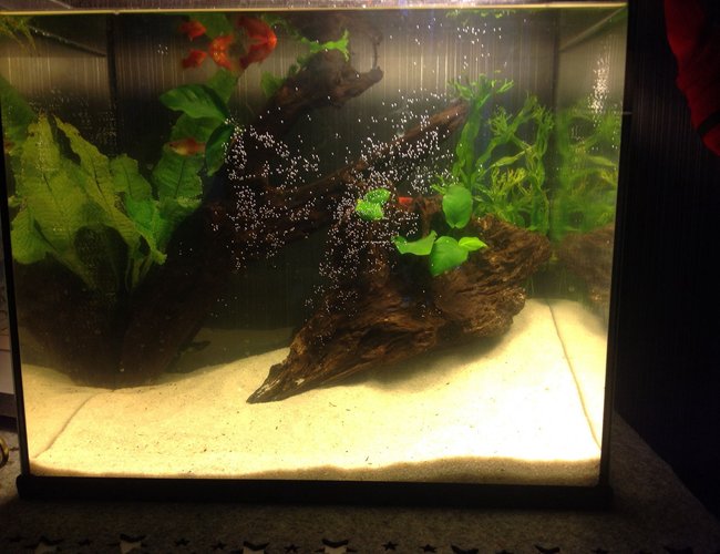10 gallons planted tank (mostly live plants and fish) - Aquascape low tech tank. 10 gallons planted tank (mostly live plants and fish) - Aquascape low tech tank.