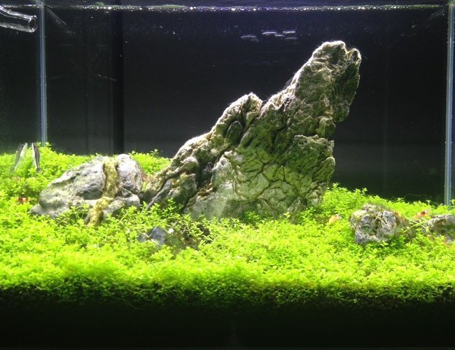 6 gallons planted tank (mostly live plants and fish) - Iwagumi style tank! With 15 crystal red shrimps and 3 otocinclus fish 6 gallons planted tank (mostly live plants and fish) - Iwagumi style tank! With 15 crystal red shrimps and 3 otocinclus fish