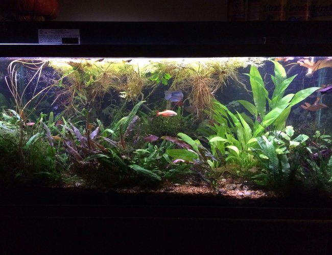 120 gallons planted tank (mostly live plants and fish) - My planted 100g community aquarium...ALL THESE PLANTS ARE REAL! This info below is for my cichlids tank....which is posted in ANOTHER category!....smh😑😑😑 120 gallons planted tank (mostly live plants and fish) - My planted 100g community aquarium...ALL THESE PLANTS ARE REAL! This info below is for my cichlids tank....which is posted in ANOTHER category!....smh😑😑😑