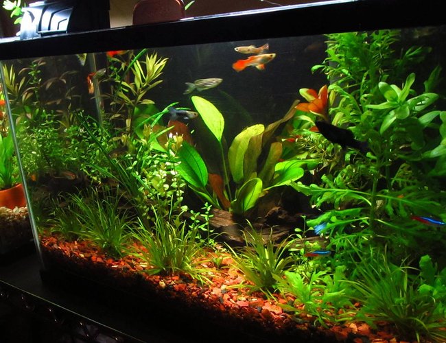10 gallons planted tank (mostly live plants and fish) - 10 Galons 10 gallons planted tank (mostly live plants and fish) - 10 Galons