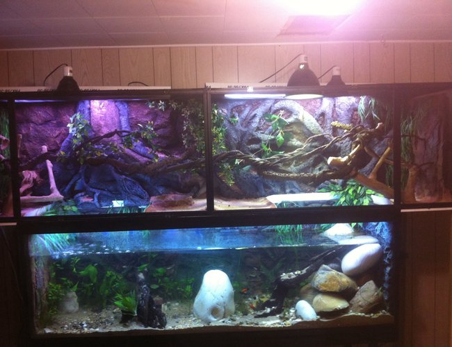 125 gallons planted tank (mostly live plants and fish) - Tried to replicate Costa Rican river. Live plants in tank and enclosure. Led day/night,florecent bulbs and mercury vapor lamps. 125 gallons planted tank (mostly live plants and fish) - Tried to replicate Costa Rican river. Live plants in tank and enclosure. Led day/night,florecent bulbs and mercury vapor lamps.