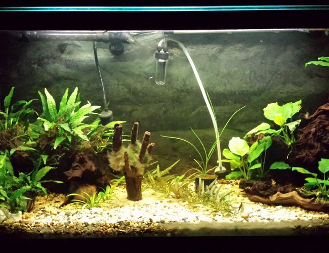 35 gallons planted tank (mostly live plants and fish) - Updated tank picture. 35 gallons planted tank (mostly live plants and fish) - Updated tank picture.