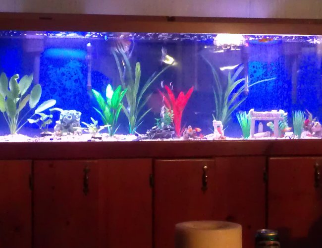 135 gallons planted tank (mostly live plants and fish) - My beautiful tank. I've added some mote live plants since this was taken and I don't think they are doing so hot. 135 gallons planted tank (mostly live plants and fish) - My beautiful tank. I've added some mote live plants since this was taken and I don't think they are doing so hot.