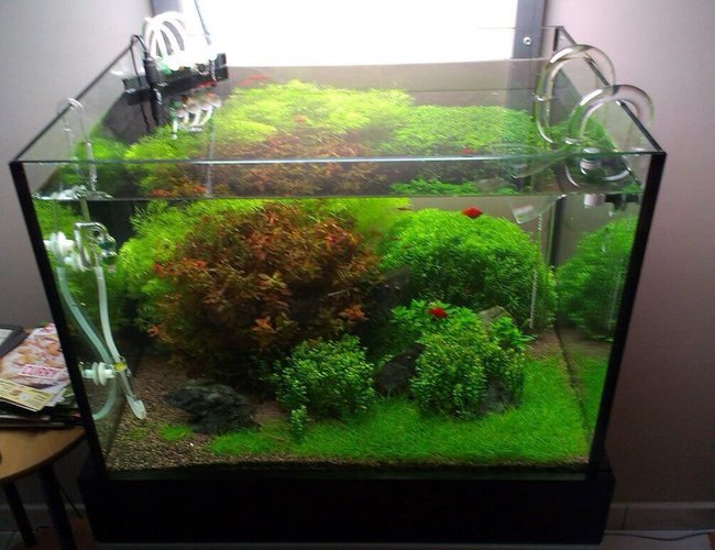 20 gallons planted tank (mostly live plants and fish) - Tank after weekly maintenance 20 gallons planted tank (mostly live plants and fish) - Tank after weekly maintenance