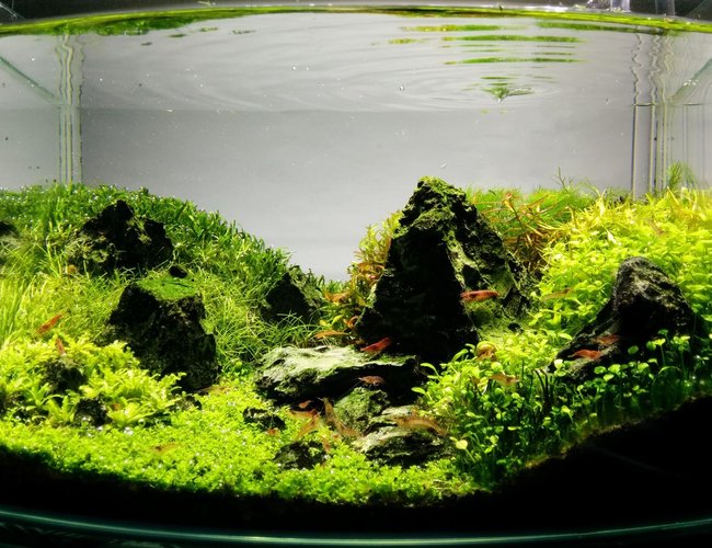 3 gallons planted tank (mostly live plants and fish) - 9 months after establishment 3 gallons planted tank (mostly live plants and fish) - 9 months after establishment