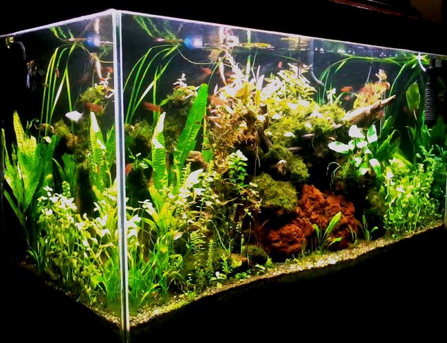 90 gallons planted tank (mostly live plants and fish) - 48 x 24 x 18 inches (low tech/ natural method) Latest image taken with java ferns.
DIY lighting system with 1 x 28 watt blue lamp (subdued light) and 4 x 28 watt T5 tube all on timer. DIY overhead filter with enclosed pre-filter inside a very large plant box. DIY CO2 (yeast) directly injected at the moment with powerhead. Top Substrate is sieved construction gravel (2-3 mm) while underneath is a combination of dirt and potting soil. 8 gallon up to 50% weekly water change depending on my mood. DIY excel daily while DIY fertilizer formula and DIY trace element on schedule basis. The application regimen is carried-out by daughter and wife (only home at weekends). Air pump on at 6pm and off at 6am. 90 gallons planted tank (mostly live plants and fish) - 48 x 24 x 18 inches (low tech/ natural method) Latest image taken with java ferns.
DIY lighting system with 1 x 28 watt blue lamp (subdued light) and 4 x 28 watt T5 tube all on timer. DIY overhead filter with enclosed pre-filter inside a very large plant box. DIY CO2 (yeast) directly injected at the moment with powerhead. Top Substrate is sieved construction gravel (2-3 mm) while underneath is a combination of dirt and potting soil. 8 gallon up to 50% weekly water change depending on my mood. DIY excel daily while DIY fertilizer formula and DIY trace element on schedule basis. The application regimen is carried-out by daughter and wife (only home at weekends). Air pump on at 6pm and off at 6am.