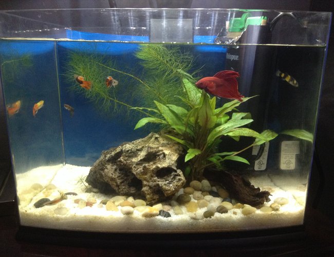 10 gallons planted tank (mostly live plants and fish) - One month old, betta, bumble bee
goby, 5 guppies, might purchase 2
bee shrimps and java moss. Tank is
cleaned of fish waste daily, water
changes every week. 10 gallons planted tank (mostly live plants and fish) - One month old, betta, bumble bee
goby, 5 guppies, might purchase 2
bee shrimps and java moss. Tank is
cleaned of fish waste daily, water
changes every week.