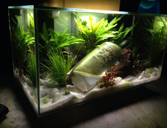 6 gallons planted tank (mostly live plants and fish) 6 gallons planted tank (mostly live plants and fish)