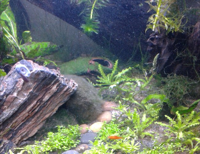6 gallons planted tank (mostly live plants and fish) - Down the garden path 6 gallons planted tank (mostly live plants and fish) - Down the garden path