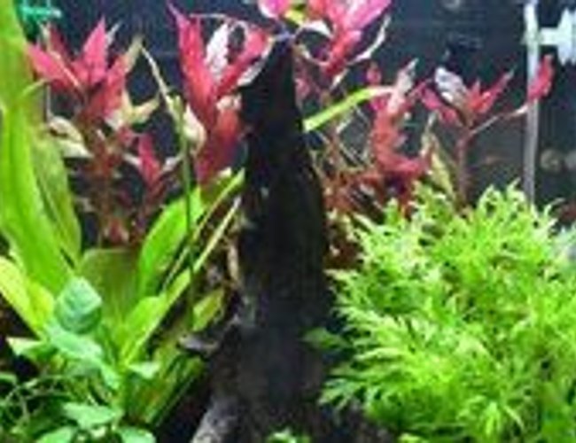 8 gallons planted tank (mostly live plants and fish) - Patience. It took 5 months to get to this point. 8 gallons planted tank (mostly live plants and fish) - Patience. It took 5 months to get to this point.