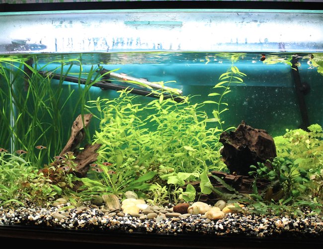 45 gallons planted tank (mostly live plants and fish) - 45 gallon planted community 45 gallons planted tank (mostly live plants and fish) - 45 gallon planted community