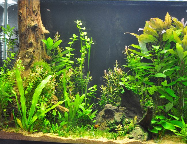 25 gallons planted tank (mostly live plants and fish) - 39 gallon
pressurized CO2
low lighting 25 gallons planted tank (mostly live plants and fish) - 39 gallon
pressurized CO2
low lighting