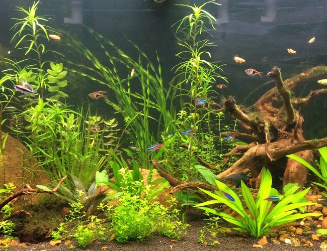 56 gallons planted tank (mostly live plants and fish) - My Planted 55g 56 gallons planted tank (mostly live plants and fish) - My Planted 55g