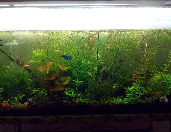 80 gallons planted tank (mostly live plants and fish) - 80 gallon planted tank. This has java moss, anubias nana, some lilies. Fishes like fighter, tetra and shrimps like ghost and cherry shrimp. 80 gallons planted tank (mostly live plants and fish) - 80 gallon planted tank. This has java moss, anubias nana, some lilies. Fishes like fighter, tetra and shrimps like ghost and cherry shrimp.