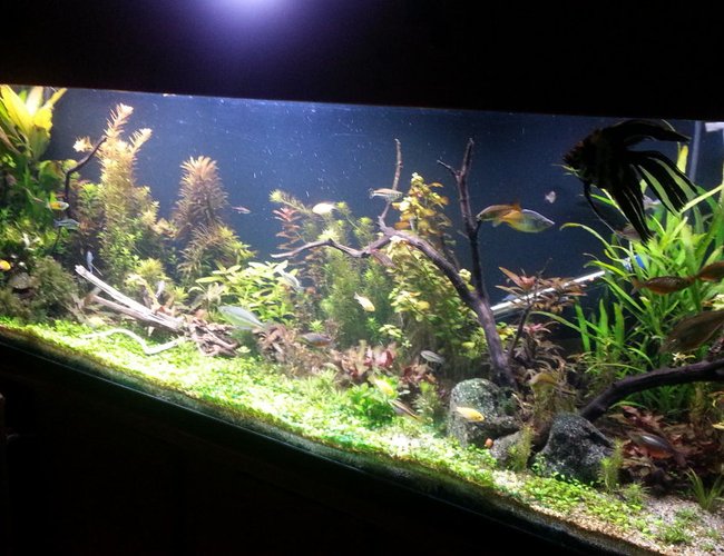 135 gallons planted tank (mostly live plants and fish) - About 6 weeks along 135 gallons planted tank (mostly live plants and fish) - About 6 weeks along