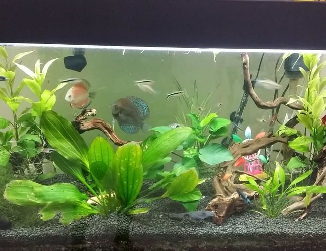 52 gallons planted tank (mostly live plants and fish) - Planted Tanks with Discus and Halfmoon 52 gallons planted tank (mostly live plants and fish) - Planted Tanks with Discus and Halfmoon