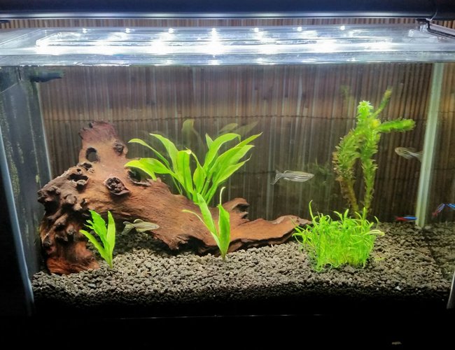 5 gallons planted tank (mostly live plants and fish) - My tank 5 gallons planted tank (mostly live plants and fish) - My tank