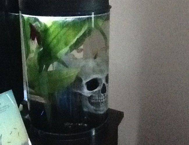 3 gallons planted tank (mostly live plants and fish) - This is my tiny, three-gallon tank, which houses a Pleco, three Guppies and a male Betta. The plant in view is an Amazon Sword. I also own a 55 gallon tank. 3 gallons planted tank (mostly live plants and fish) - This is my tiny, three-gallon tank, which houses a Pleco, three Guppies and a male Betta. The plant in view is an Amazon Sword. I also own a 55 gallon tank.