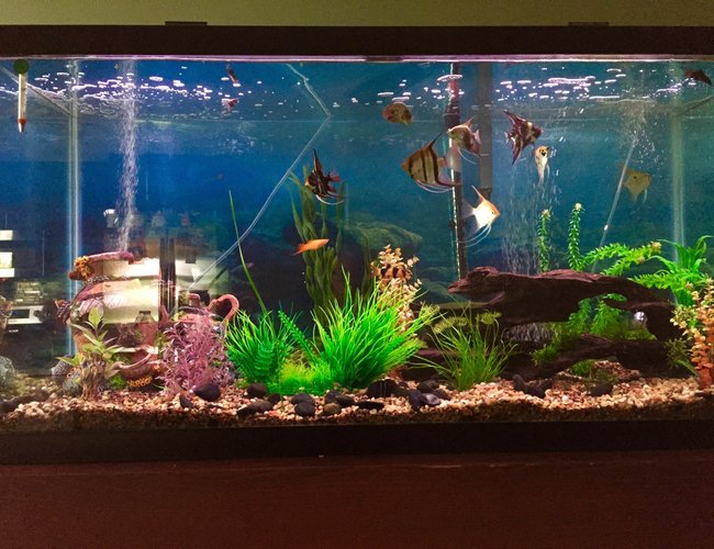 100 gallons planted tank (mostly live plants and fish) - 100 gallon freshwater tank with 19 fish and multiple live plants 100 gallons planted tank (mostly live plants and fish) - 100 gallon freshwater tank with 19 fish and multiple live plants