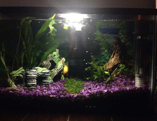 6 gallons planted tank (mostly live plants and fish) - First fresh water planted tank. 6 gallons planted tank (mostly live plants and fish) - First fresh water planted tank.