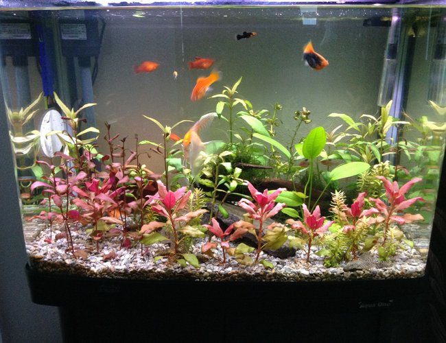 23 gallons planted tank (mostly live plants and fish) - Planted tank about 8 species of fish and plants been running about 5-6 months 23 gallons planted tank (mostly live plants and fish) - Planted tank about 8 species of fish and plants been running about 5-6 months