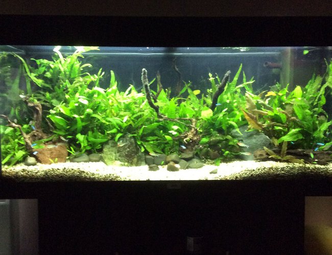 45 gallons planted tank (mostly live plants and fish) - My tank 45 gallons planted tank (mostly live plants and fish) - My tank