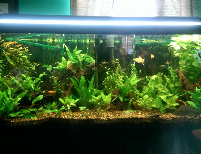 75 gallons planted tank (mostly live plants and fish) - My 75 gallon at 6months 75 gallons planted tank (mostly live plants and fish) - My 75 gallon at 6months