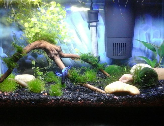 10 gallons planted tank (mostly live plants and fish) - 10 Gallon. End of week 3. Male Betta from day 1 and added an Albino Bushy Nose Plecos at end of week 2 10 gallons planted tank (mostly live plants and fish) - 10 Gallon. End of week 3. Male Betta from day 1 and added an Albino Bushy Nose Plecos at end of week 2