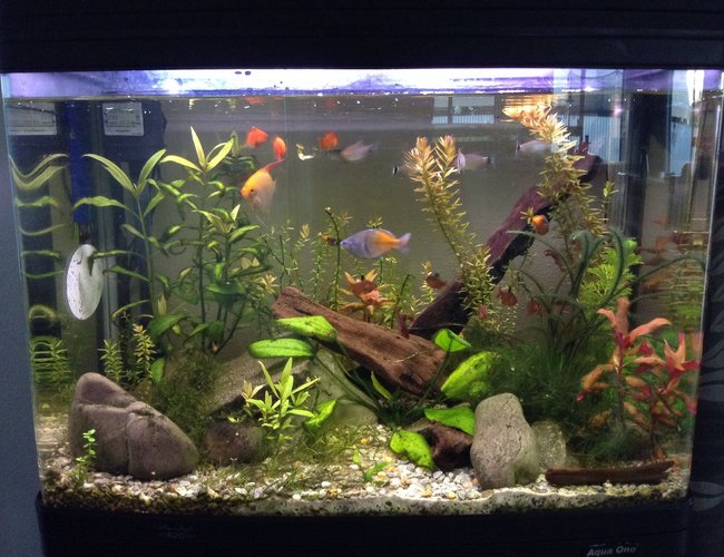 23 gallons planted tank (mostly live plants and fish) - A planted tank 23 gallons planted tank (mostly live plants and fish) - A planted tank