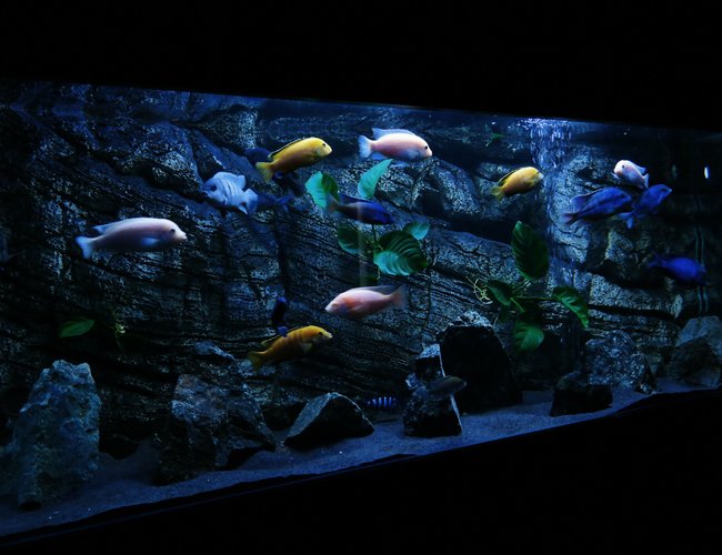 450 gallons planted tank (mostly live plants and fish) - Malawi tank 450 gallons planted tank (mostly live plants and fish) - Malawi tank