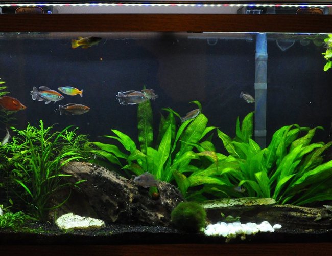 55 gallons planted tank (mostly live plants and fish) - My Work In Progress 55 gallons planted tank (mostly live plants and fish) - My Work In Progress