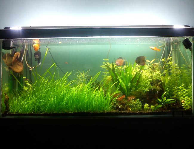 79 gallons planted tank (mostly live plants and fish) - my fish tank 79 gallons planted tank (mostly live plants and fish) - my fish tank