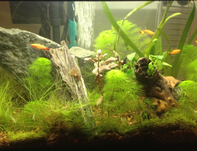 10 gallons planted tank (mostly live plants and fish) - 3/29 6 weeks
7.2 / 76* 10 gallons planted tank (mostly live plants and fish) - 3/29 6 weeks
7.2 / 76*