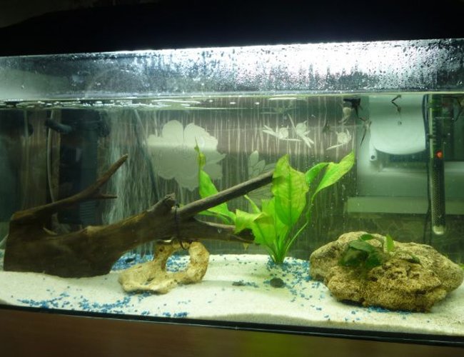 21 gallons planted tank (mostly live plants and fish) - My Fishtank 21 gallons planted tank (mostly live plants and fish) - My Fishtank