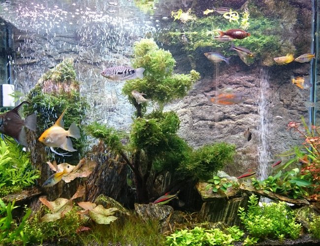 72 gallons planted tank (mostly live plants and fish) - Planted with Iwagumi woodstone and DIY sand waterfall 72 gallons planted tank (mostly live plants and fish) - Planted with Iwagumi woodstone and DIY sand waterfall