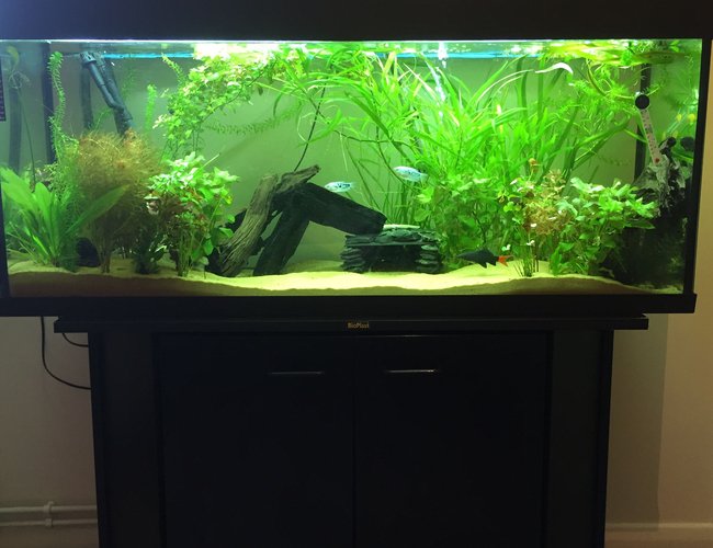 55 gallons planted tank (mostly live plants and fish) - Tropical fish tank 55 gallons planted tank (mostly live plants and fish) - Tropical fish tank