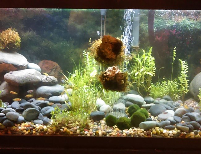 150 gallons planted tank (mostly live plants and fish) - just started this planted tank was using it to house fry decided to try it out all plants moss rocks and drift wood i got from the local river in my area realy liking it so going to order the proper lighting and co2 just need to do some research on what i need open for any suggestions 150 gallons planted tank (mostly live plants and fish) - just started this planted tank was using it to house fry decided to try it out all plants moss rocks and drift wood i got from the local river in my area realy liking it so going to order the proper lighting and co2 just need to do some research on what i need open for any suggestions