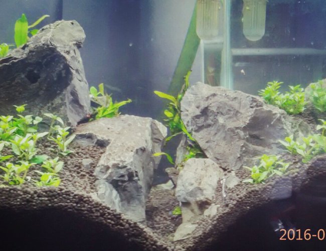 8 gallons planted tank (mostly live plants and fish) - HArdscape 8 gallons planted tank (mostly live plants and fish) - HArdscape